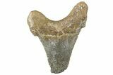 Serrated Sokolovi (Auriculatus) Shark Tooth - Dakhla, Morocco #312641-1